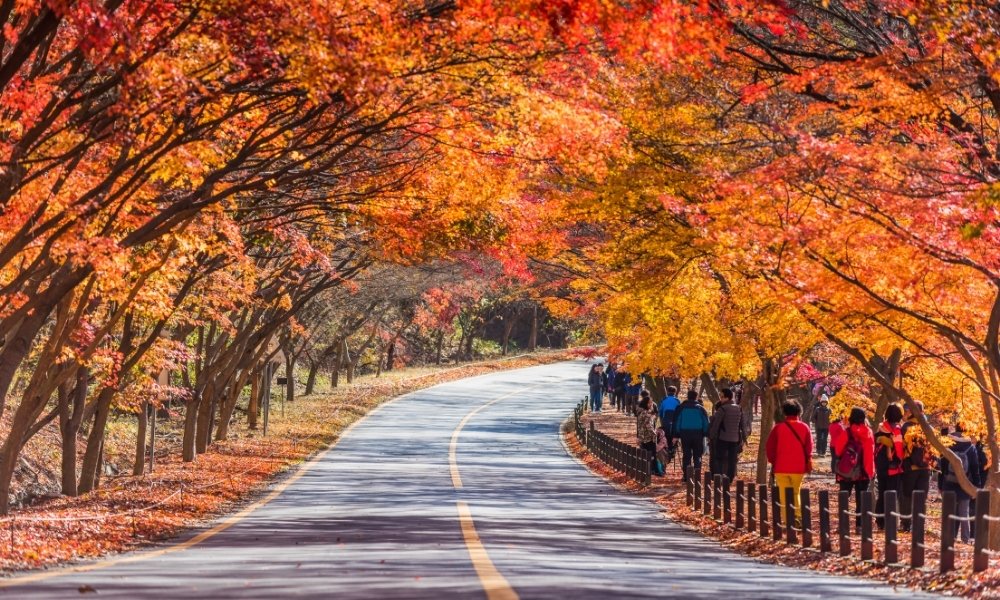 Cảnh đẹp Hàn Quốc theo mùa