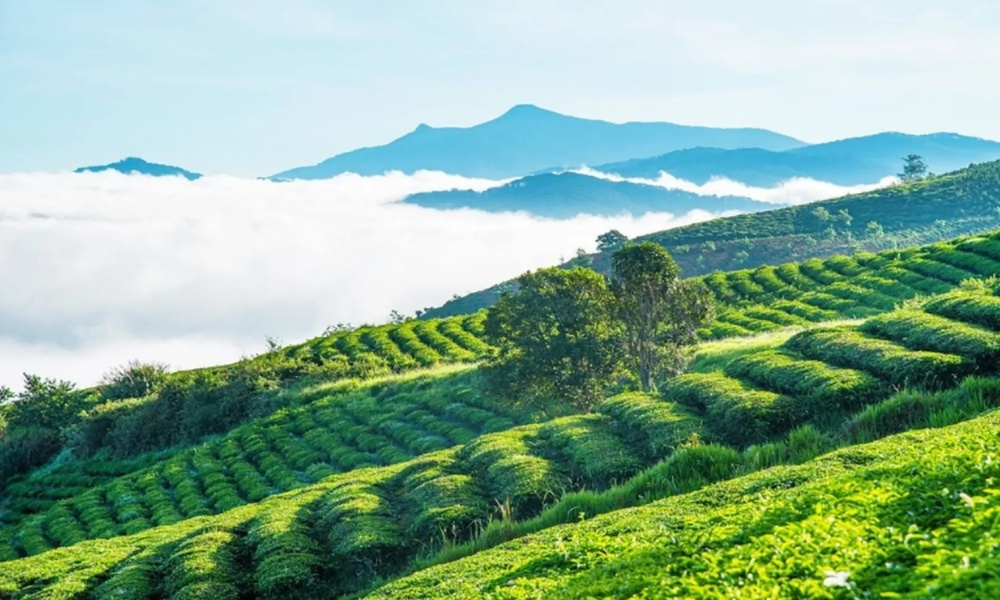 Đồi chè Cầu Đất cảnh đẹp đà lạt