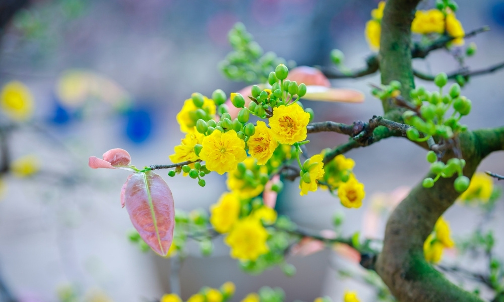 Kinh nghiệm giúp vận chuyển mai, đào Tết an toàn