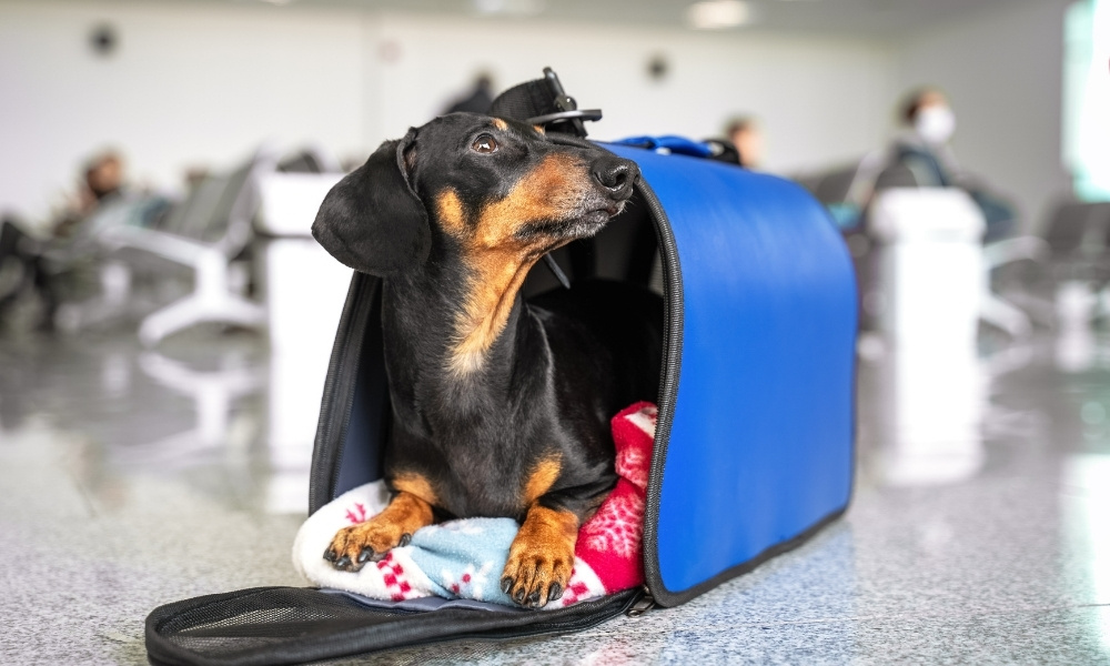 Quy định chung về lồng vận chuyển thú cưng