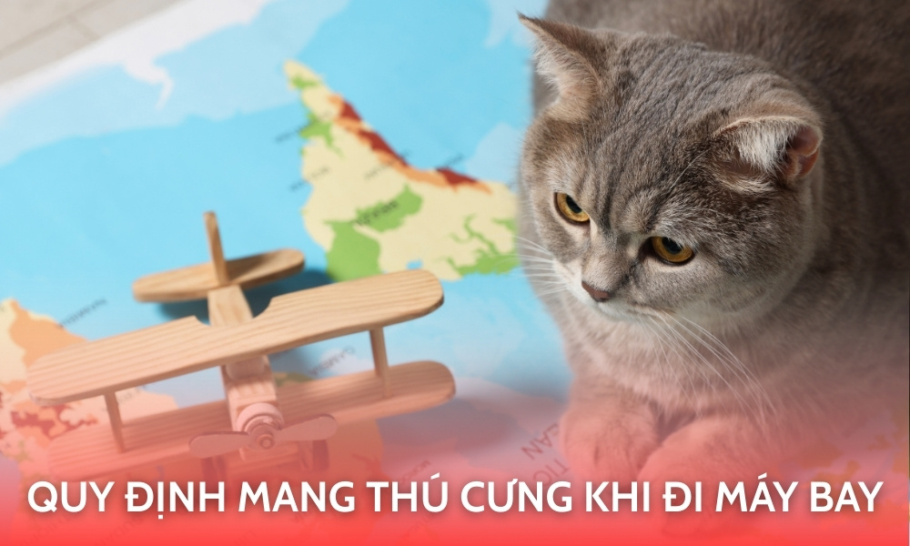 Quy định mang thú cưng khi đi máy bay - Những điều bắt buộc phải biết trước chuyến bay