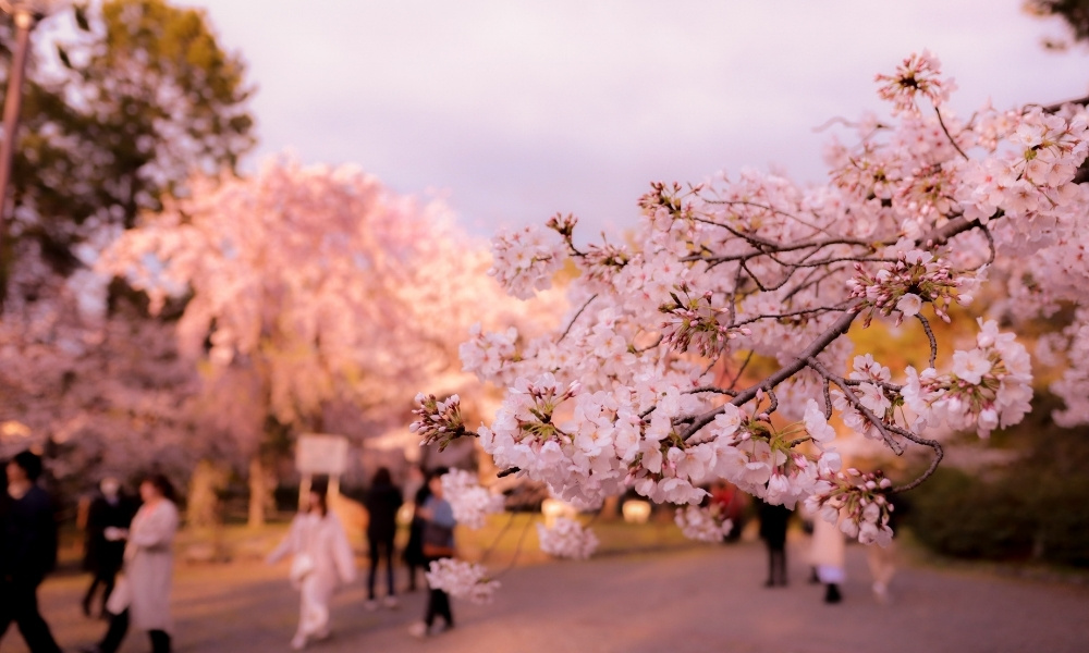 Thời điểm lý tưởng để du lịch Nhật Bản