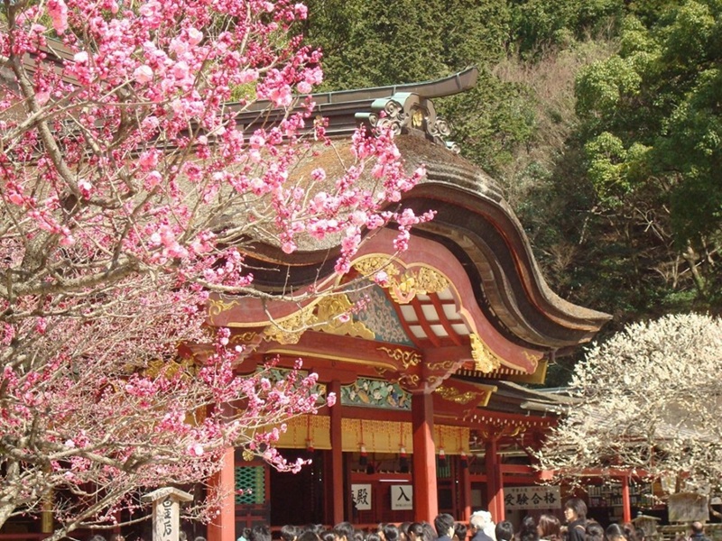 Đền Dazaifu Tenmangu Mùa Hoa Anh Đào