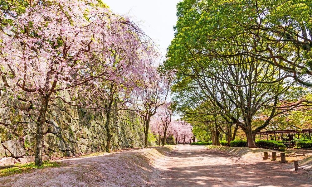 Maizuru Park Mùa Hoa Anh Đào