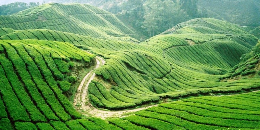 Thảo Nguyên Mộc Châu