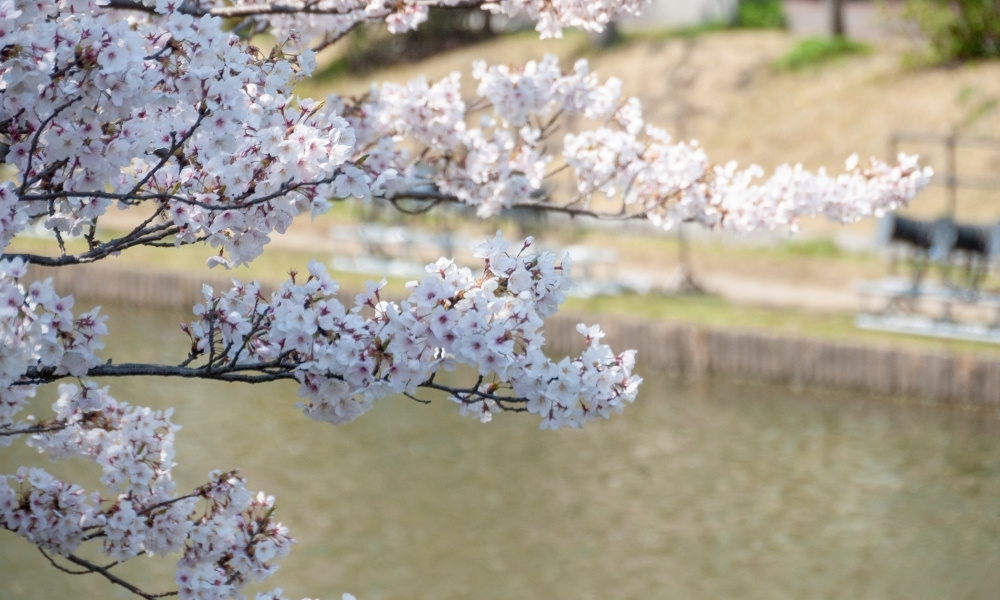 Thời Điểm Lý Tưởng Để Đến Fukuoka Mùa Hoa Anh Đào