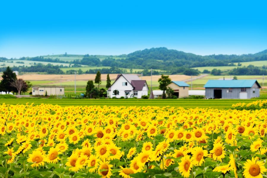 Du lịch Nhật mùa hè