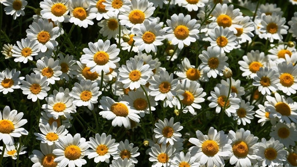 Du lịch Nhật mùa Thu