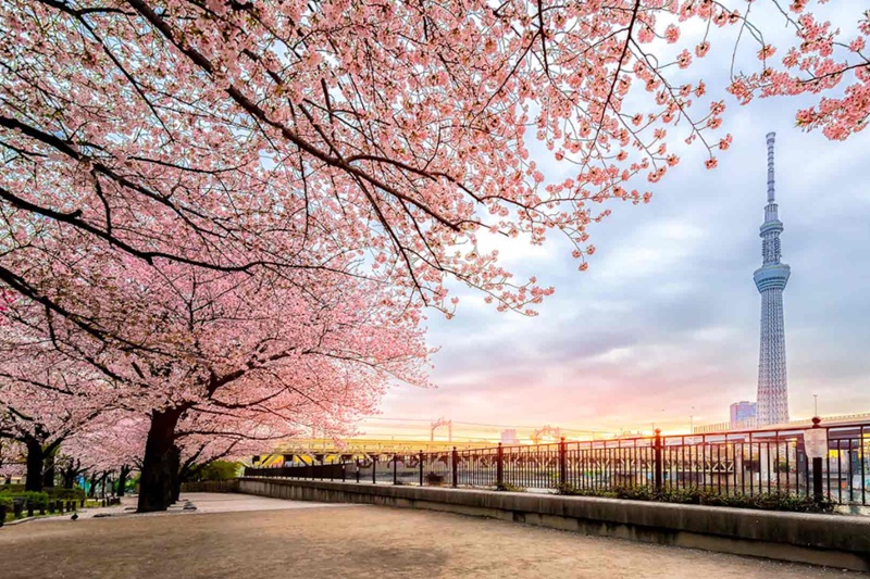 du lịch Nhật mùa xuân