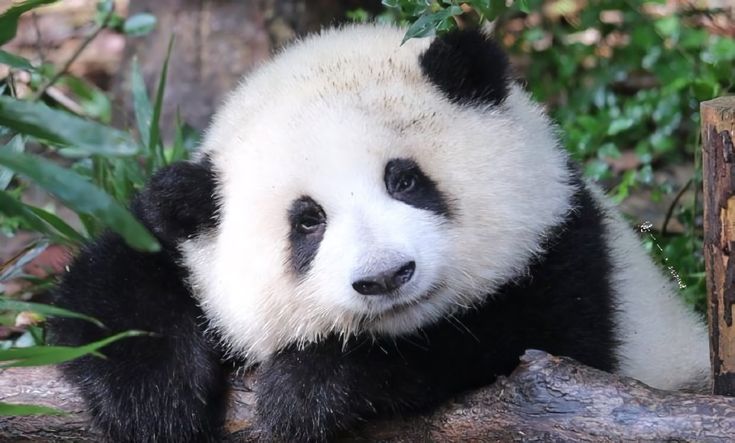 Gấu Trúc du lịch Trung Quốc tháng 4