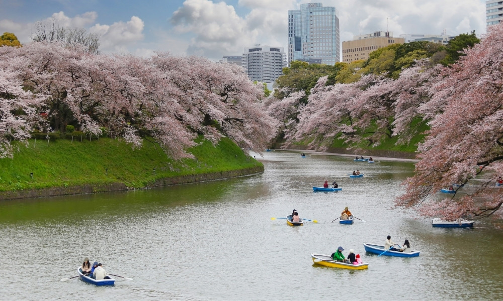 Chèo Thuyền Ngắm Hoa Anh Đào Hồ Chidorigafuchi