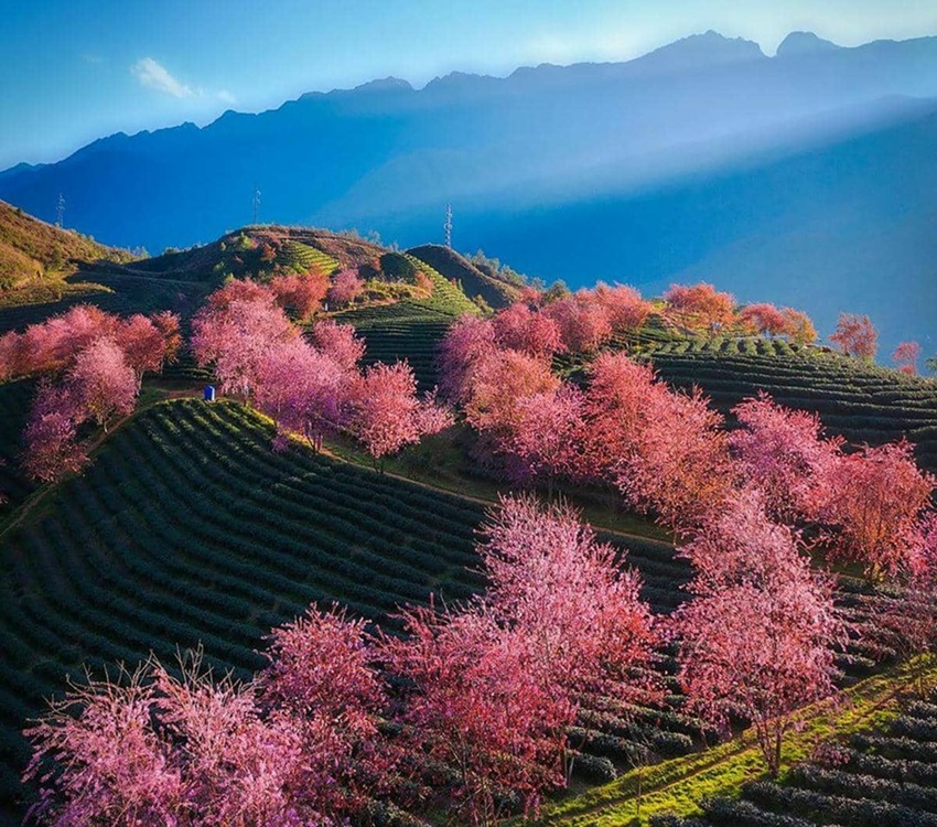 Giới thiệu tổng quan về Đồi chè Ô Quy Hồ