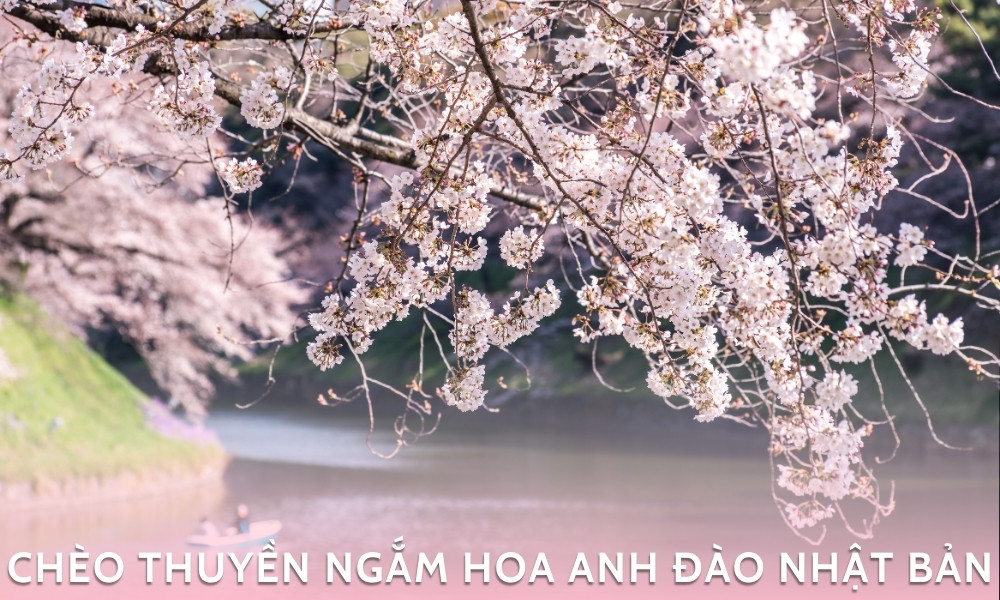 Chèo thuyền ngắm hoa anh đào tại Nhật Bản