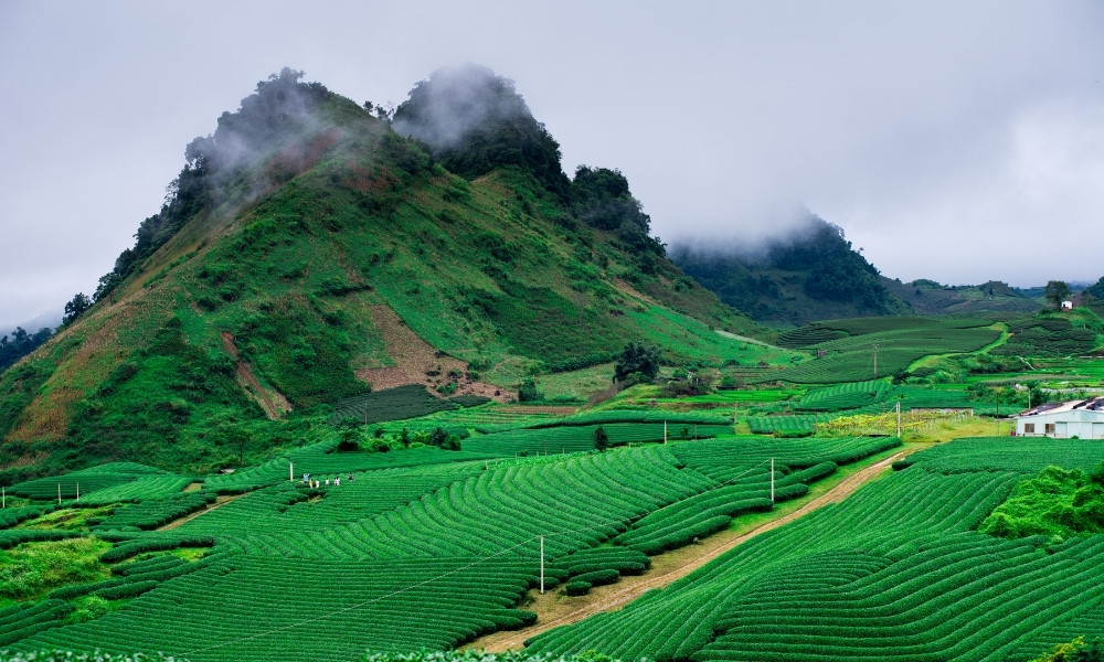 Mộc Châu – Cao nguyên chữa lành nhẹ nhàng và tinh khiết
