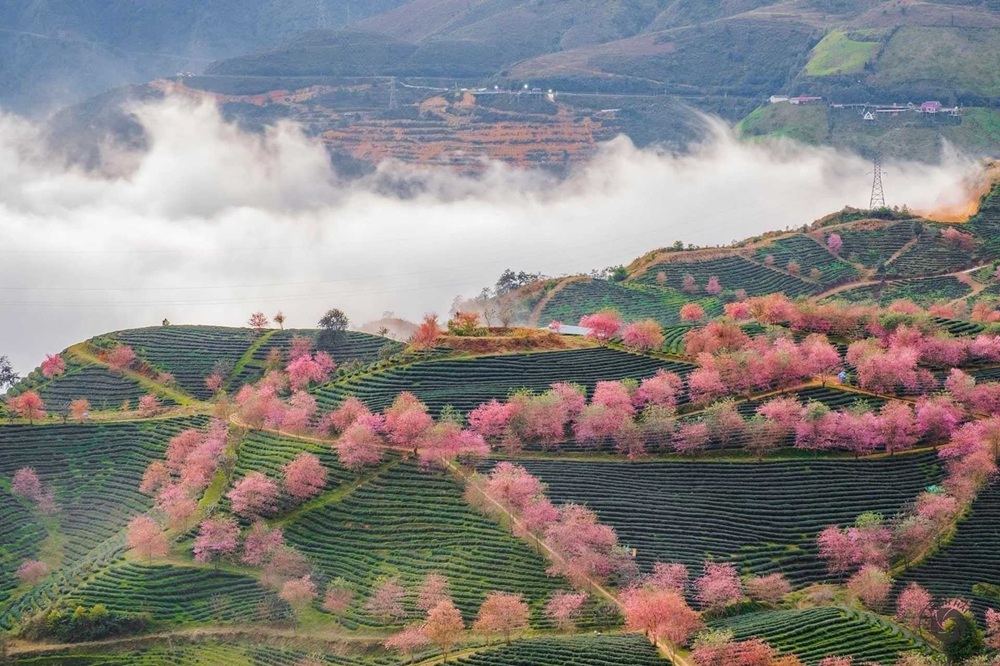 Săn mây trên đồi chè Ô Quy Hồ