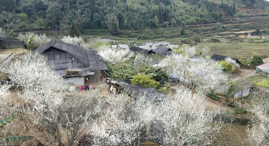 Tả Van, Lao Chải – Sa Pa mùa hoa mận