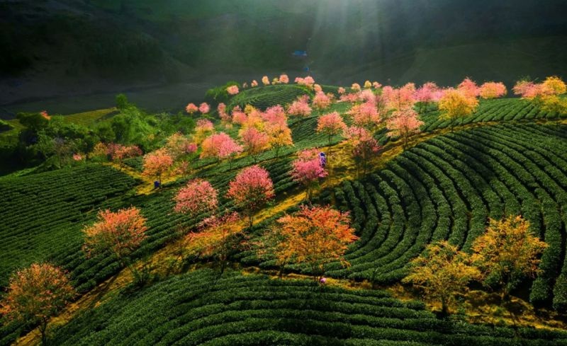 Vẻ đẹp nên thơ của Đồi chè Ô Quy Hồ
