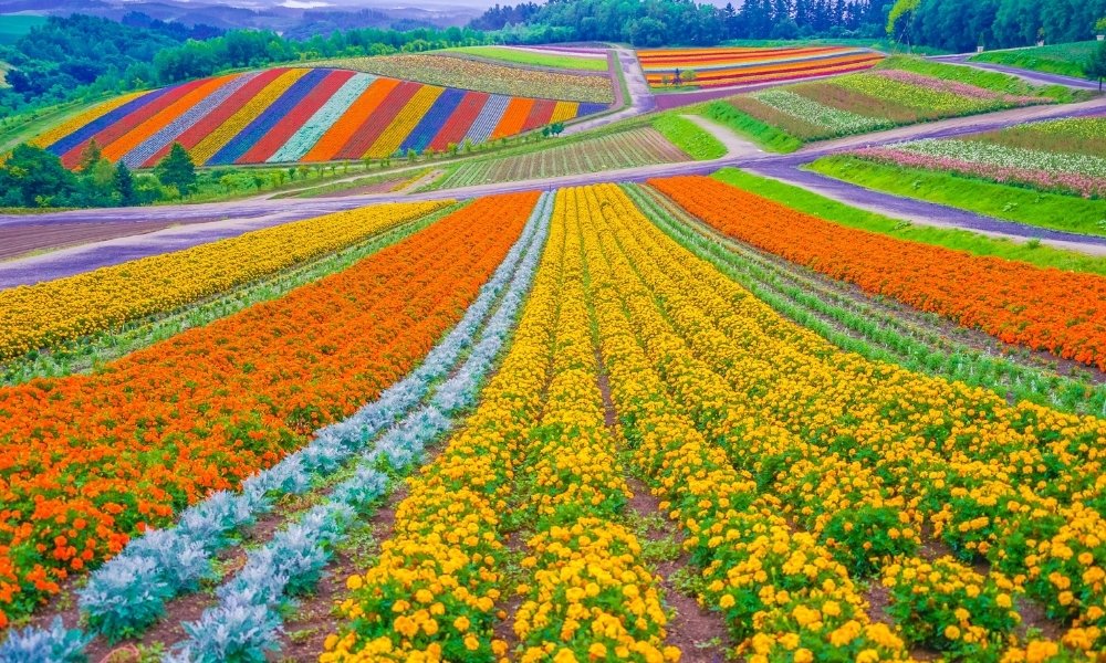 Hokkaido du lịch nhật bản tháng 6