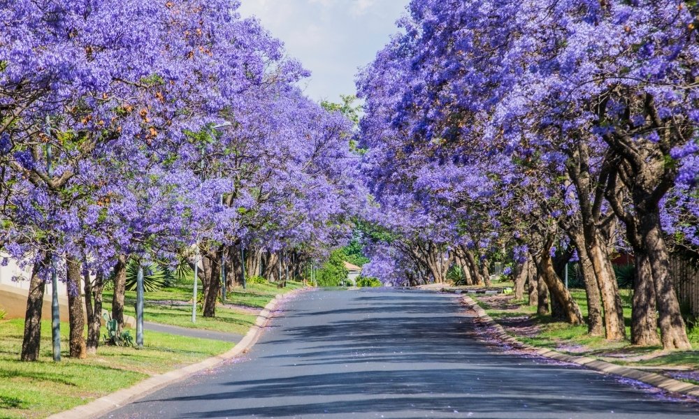 Ngắm hoa Jacaranda tại Melbourne
