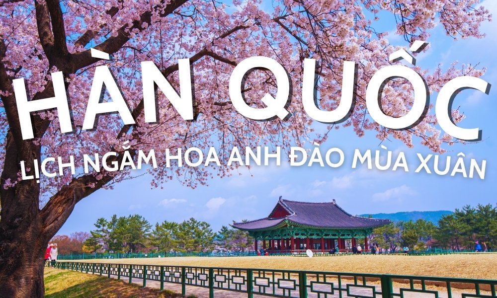 Lịch ngắm hoa anh đào Hàn Quốc – Cẩm nang du lịch mùa xuân