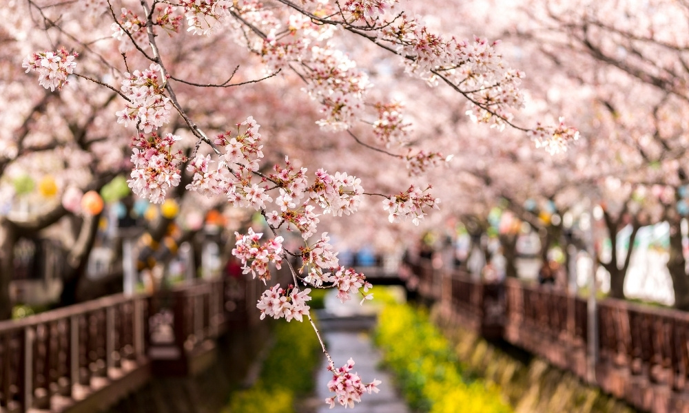 Thành phố Jinhae