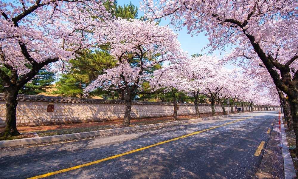 Thời điểm hoa anh đào nở tại Hàn Quốc