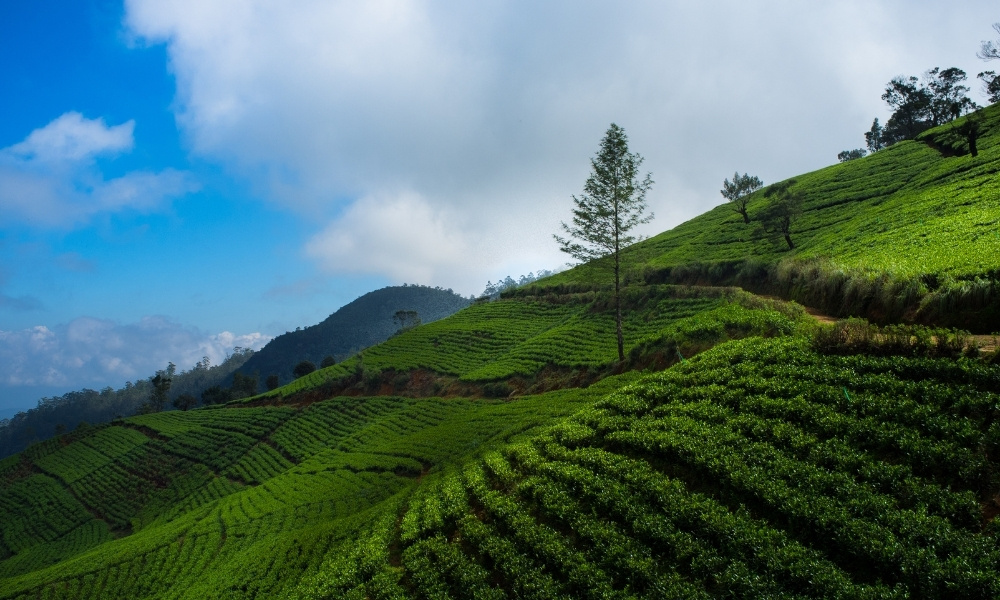 Nuwara Eliya top cảnh đẹp sri lanka