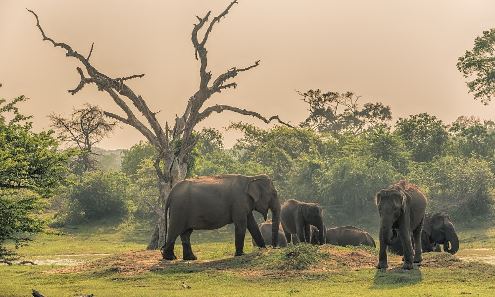 Yala National Park cảnh đẹo sri lanka
