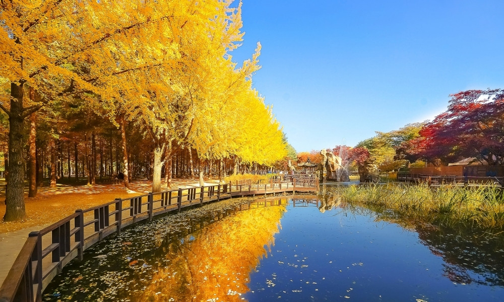 Đảo Nami vé máy bay đi hàn tháng 11
