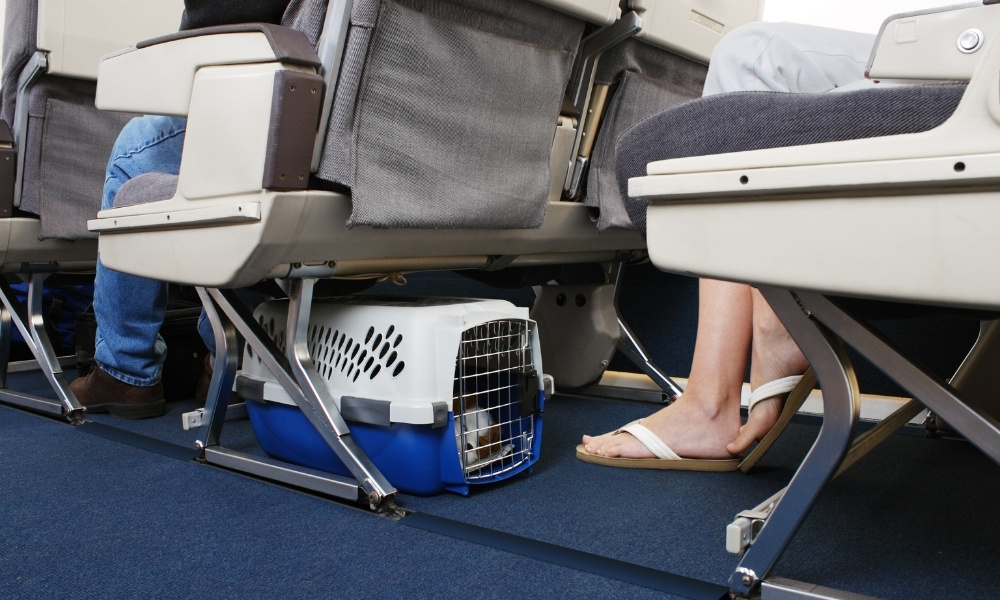 Hình thức vận chuyển thú cưng: PETC và AVIH
