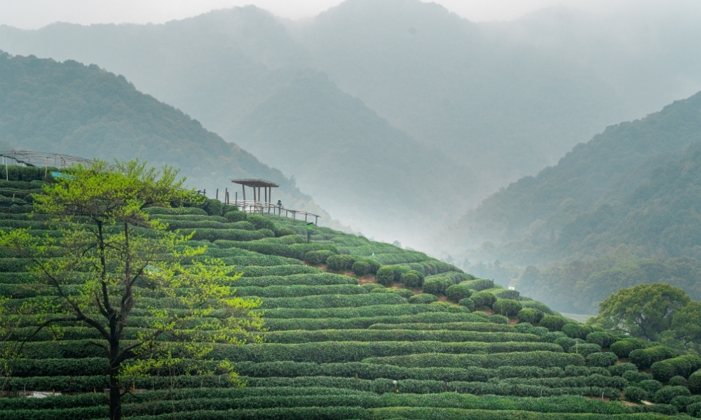 Làng trà Long Tĩnh (Longjing) – Không gian xanh giữa lòng Hàng Châu