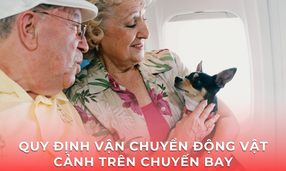 Quy định vận chuyển động vật cảnh trên chuyến bay Bamboo Airways