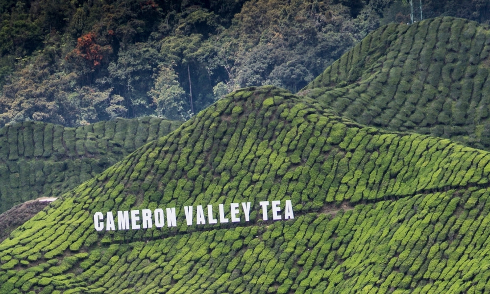 Cameron Highlands du lịch malaysia tháng 8