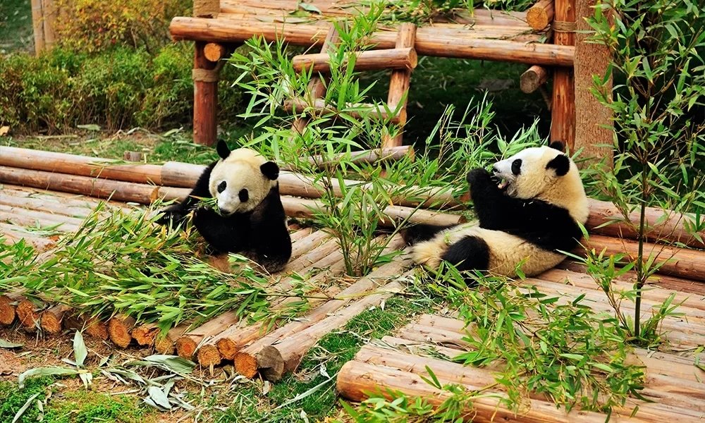 Trung tâm nghiên cứu gấu trúc Thành Đô