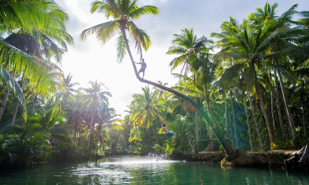 Maasin River & Bent Palm Tree