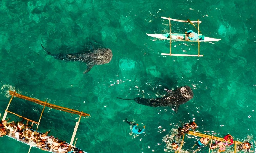 Oslob vé máy bay đi Cebu