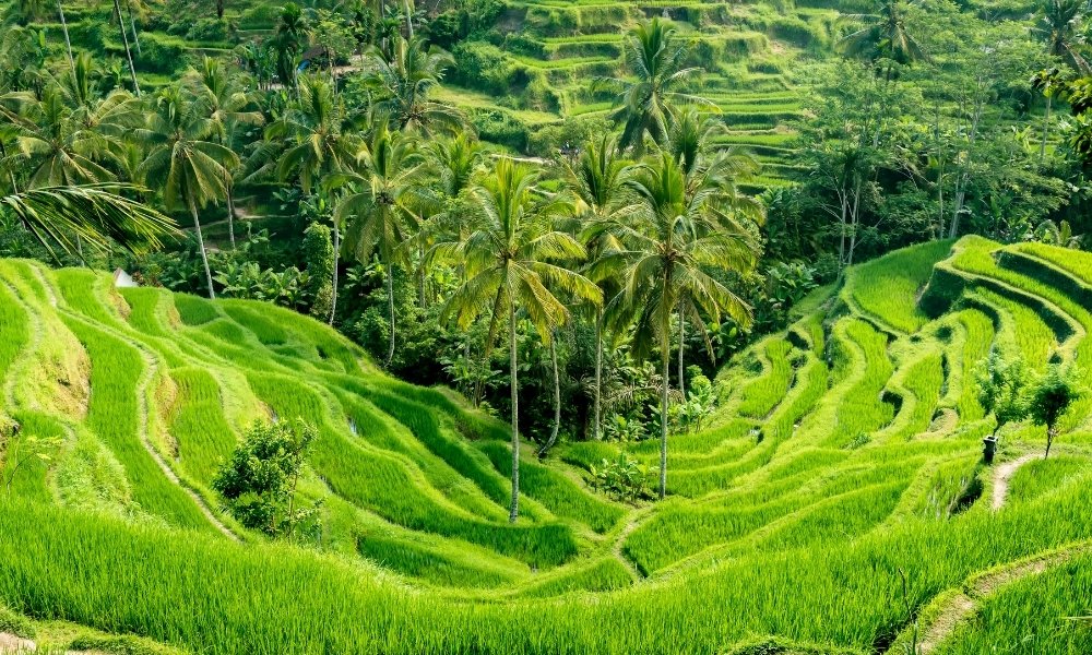 Ubud