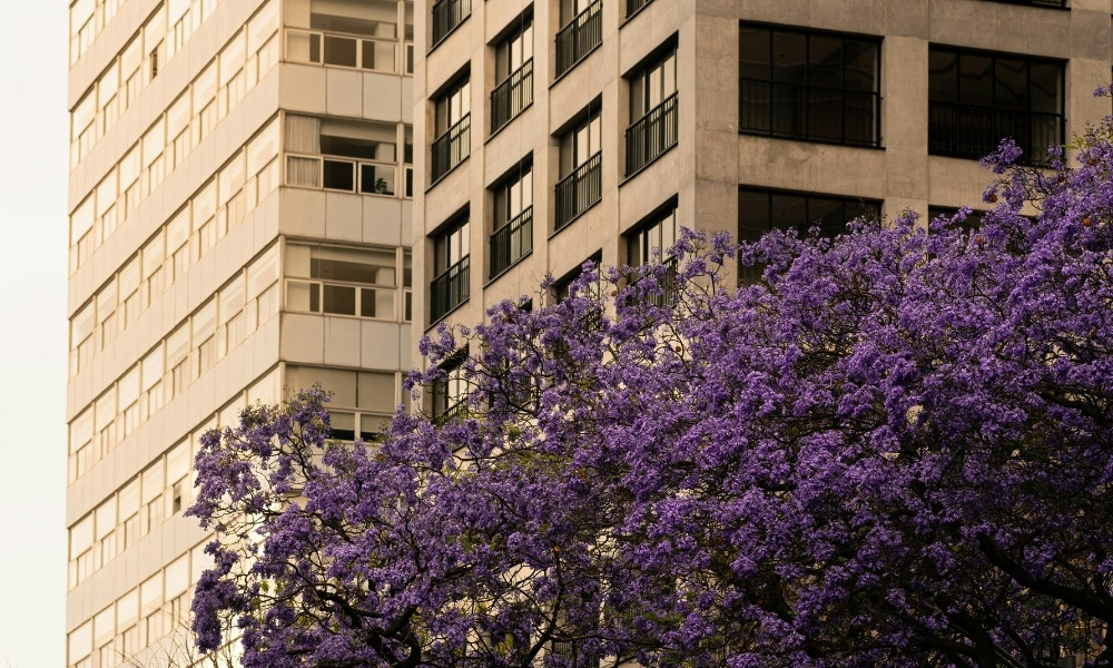 Kinh nghiệm đi du lịch Úc mùa phượng tím