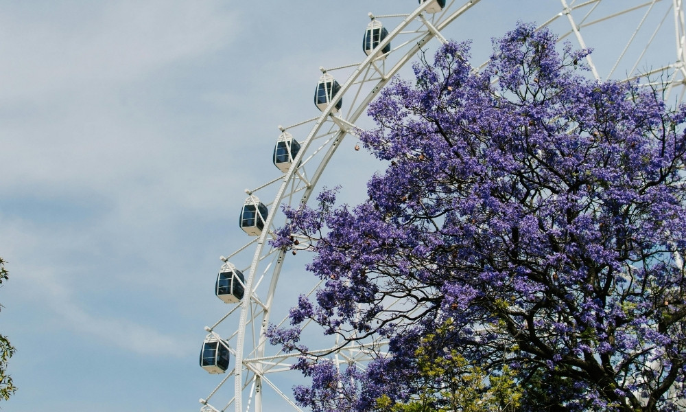 Vé máy bay đi Canberra mùa hoa phượng tím
