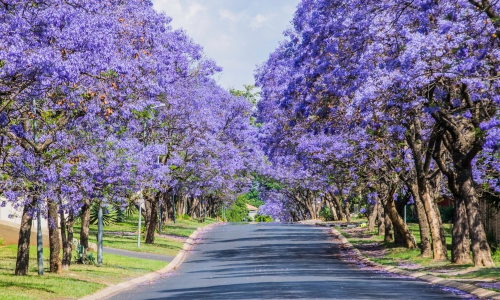 Vé máy bay đi Melbourne mùa hoa phượng tím