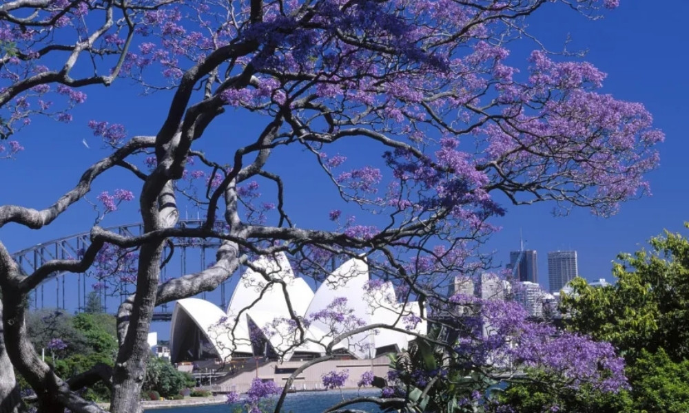 Vé máy bay đi Sydney mùa hoa phượng tím