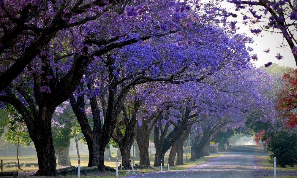 Vì sao nên du lịch Úc vào mùa phượng tím?