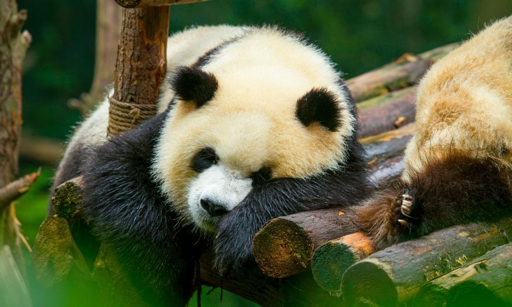 Công viên gấu trúc Thành Đô