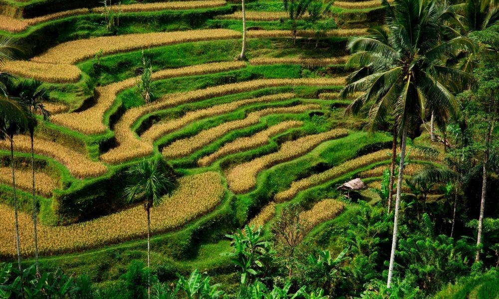 Ruộng bậc thang Tegalalang