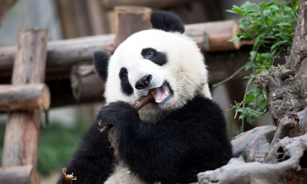 Thời điểm lý tưởng để săn vé máy bay đi thành đô