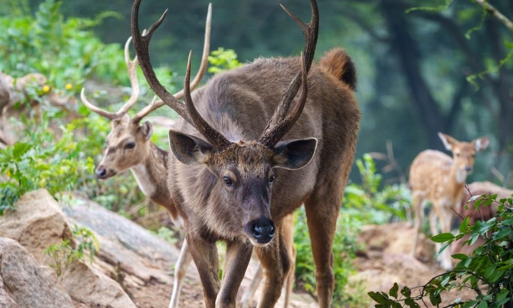 Vé máy bay đi Bannerghatta
