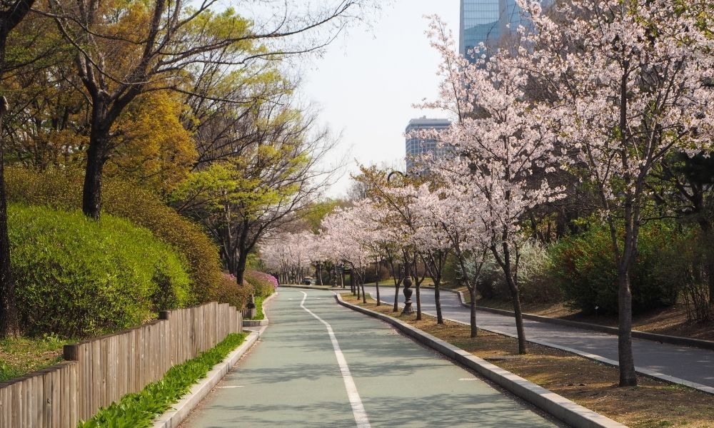 Vé máy bay đi Seoul Mùa xuân